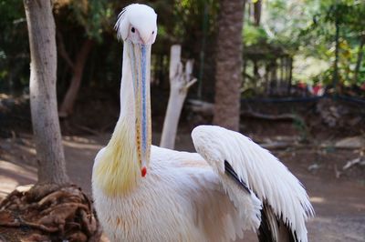 Close-up of white bird