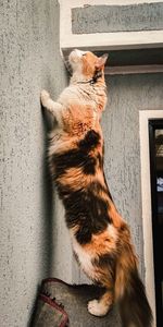 Cat looking through wall
