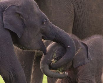 Elephant feeding calf