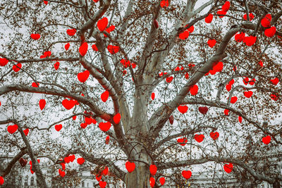 Full frame shot of red berries on tree