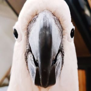 Close-up portrait of white swan