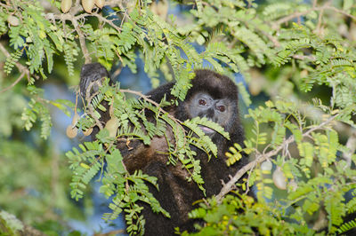 Monkey in a forest