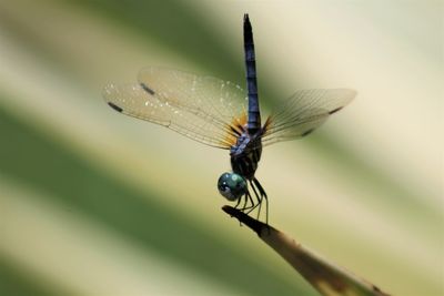 Close-up of dragonfly on twig