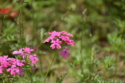 Close-up of pink flowering plant