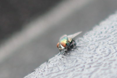 Close-up of housefly