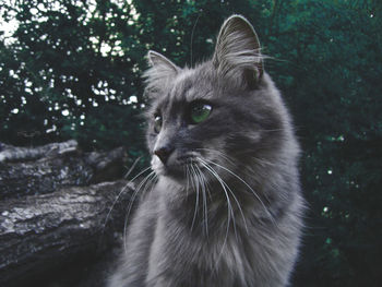 Close-up of black cat