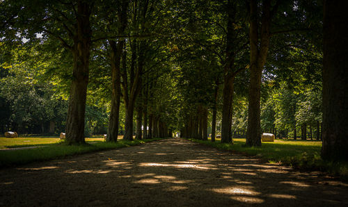 Footpath amidst trees in park