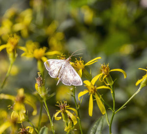 Close-up of butterfly pollinating on flower