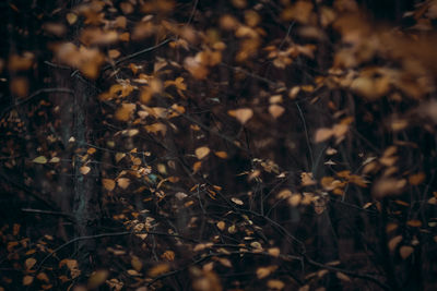 Close-up of dry leaves on field