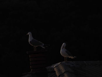 Low angle view of seagull perching on wood against sky