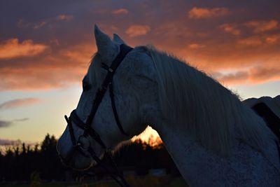 View of a horse at sunset
