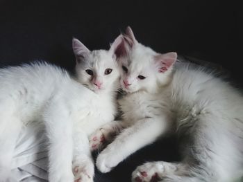 Close-up portrait of cute cat