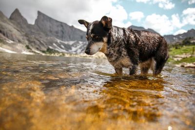 Close-up of dog running in lake