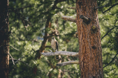 Beauty in nature, wildlife, close-up, forest, tree