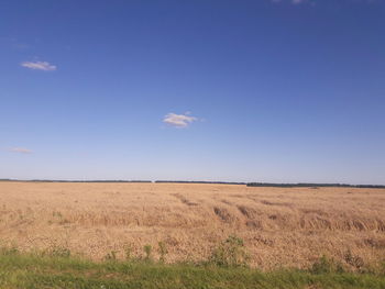 Scenic view of field against clear sky