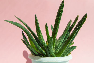 Close-up of an aloe cactus on a pink background succulent plant in a pot, minimal concept 