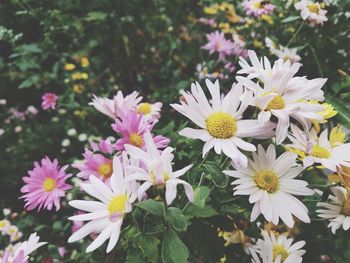 Close-up of pink daisy flowers