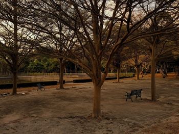 Bare trees in park