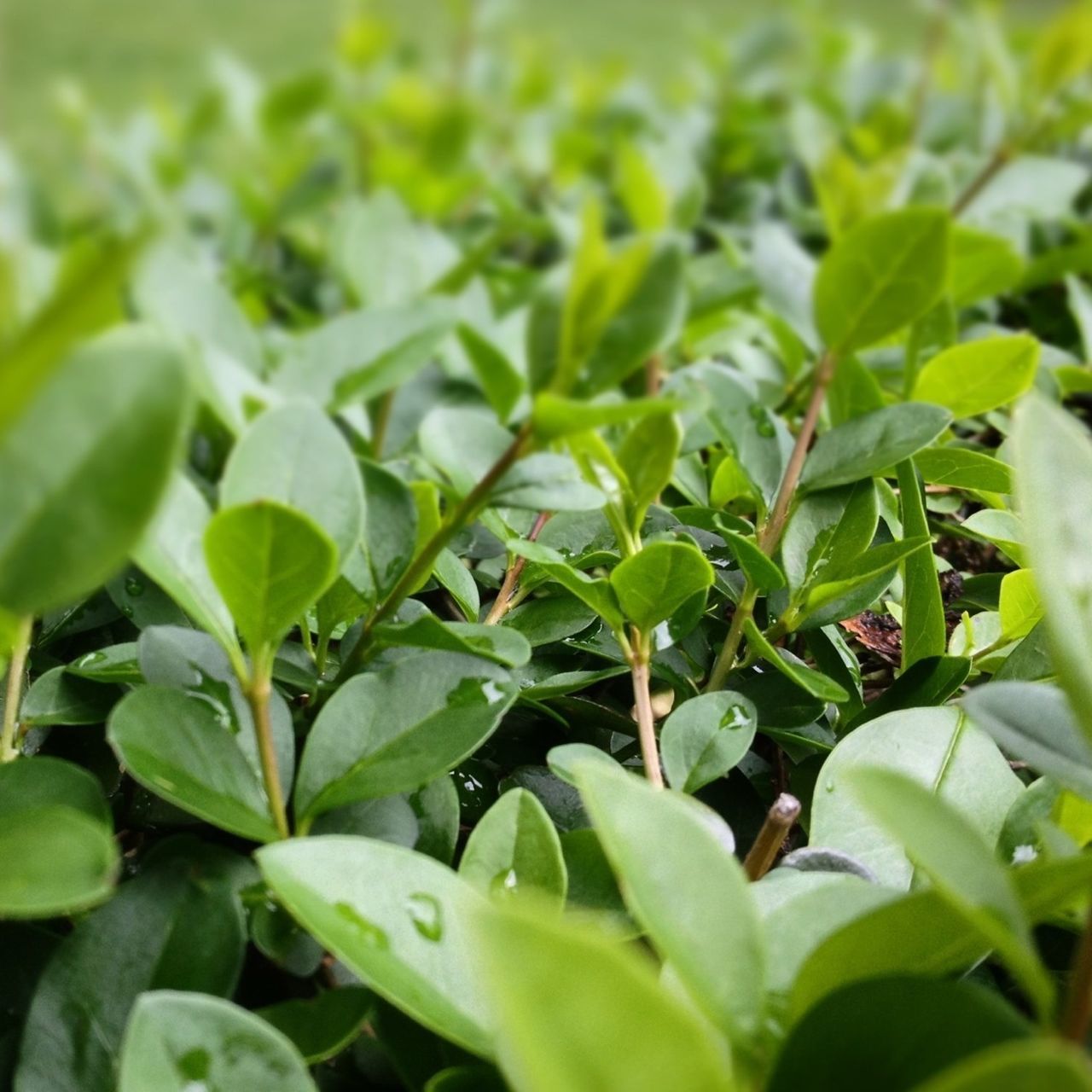 leaf, green color, growth, plant, nature, close-up, beauty in nature, focus on foreground, selective focus, day, freshness, outdoors, green, no people, field, full frame, growing, backgrounds, tranquility, lush foliage