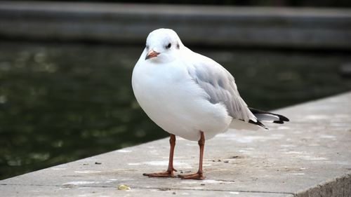 Close-up of seagull perching on railing