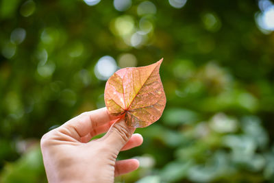 Close-up of hand holding maple leaf