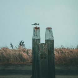 Bird perching on wooden post in lake against sky
