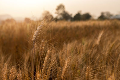 Close-up of stalks in field