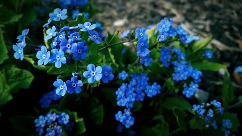 Close-up of blue flowering plant