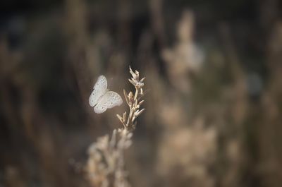 Close-up of wilted flower on field