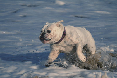 English bulldog running on shore