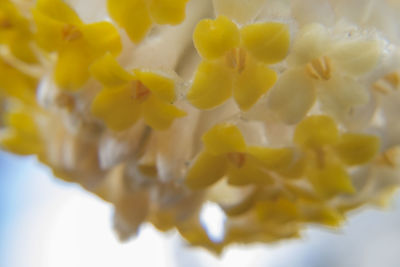 Close-up of yellow flower