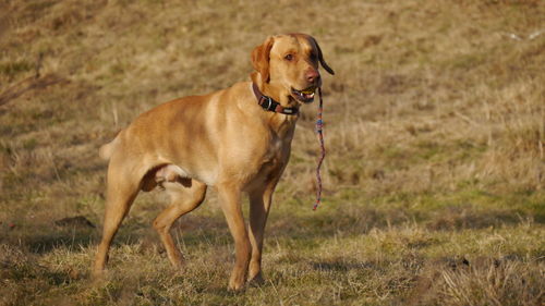 Dog standing on field