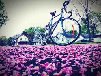 Close-up of pink flowering plants by bicycle in city