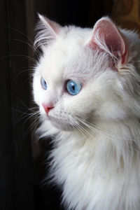 Close-up of cute cat looking out window 