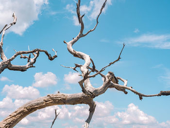 Low angle view of tree against sky