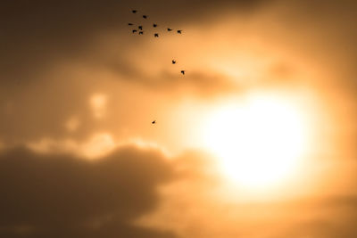 Low angle view of birds flying in sky