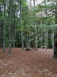 View of trees in forest