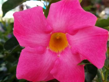 Close-up of pink flower