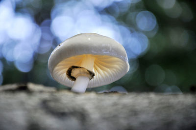 White mushroom on a tree trunk in the forest