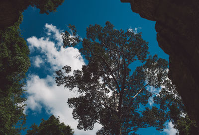 Low angle view of trees against blue sky