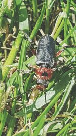 Close-up of insect on plant