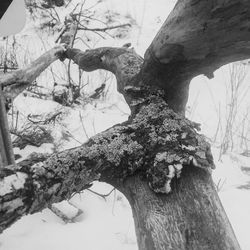 Close-up of bare tree against sky