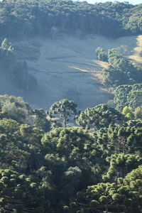 High angle view of trees in forest