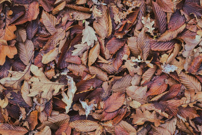 Full frame shot of dried autumn leaves on field