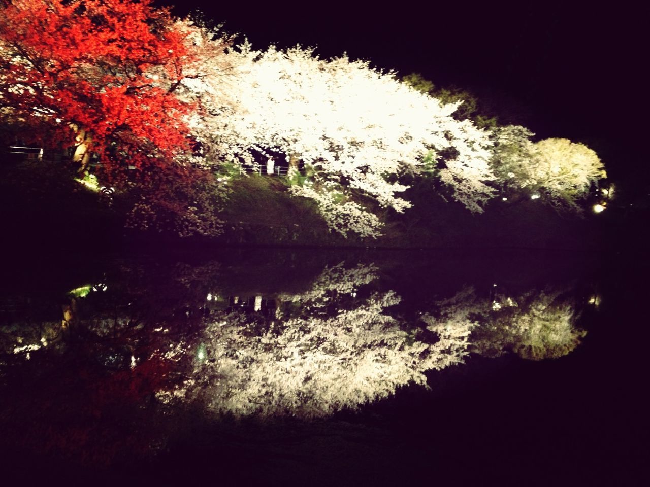 water, tree, reflection, lake, growth, tranquility, nature, beauty in nature, tranquil scene, plant, pond, branch, scenics, river, outdoors, night, no people, park - man made space, idyllic