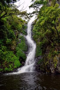 Scenic view of waterfall in forest