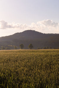 Scenic view of field against sky