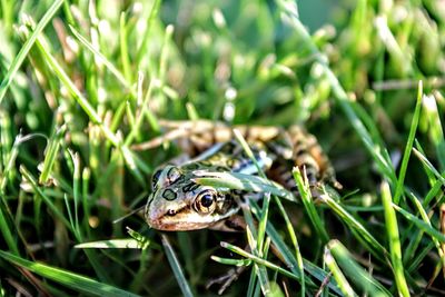 Close-up of frog on grass