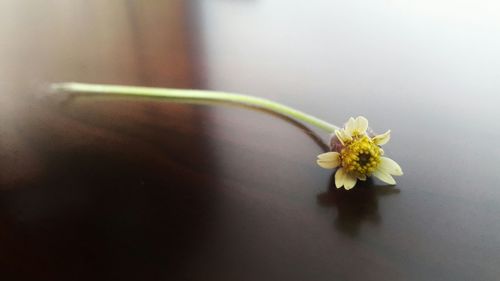 Close-up of yellow flower on table