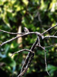 Close-up of bird perching on branch